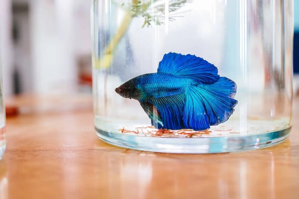 Do Betta Fish Grow and How Big Do They Get? - FishLab