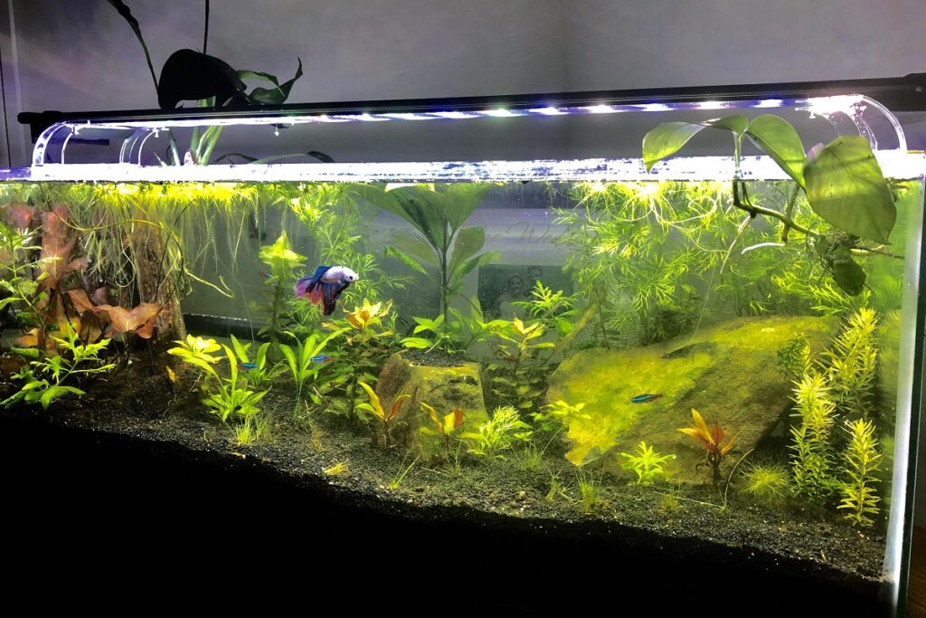 Do Betta Fish Need A Filter?