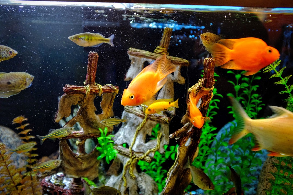 Easy fish best sale for small tank