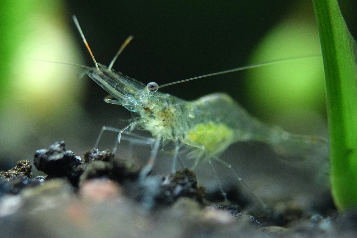 how big can ghost shrimp get