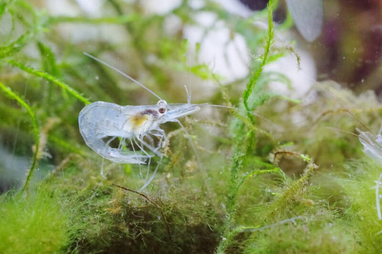 ghost shrimp not moving