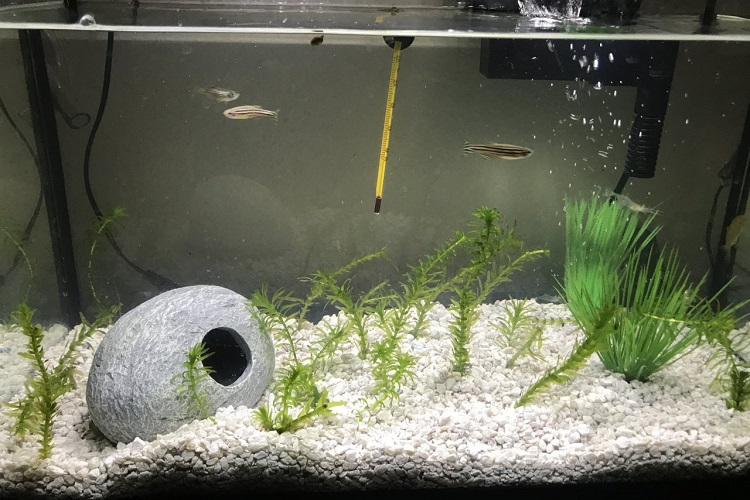 Tank size for ghost shrimp