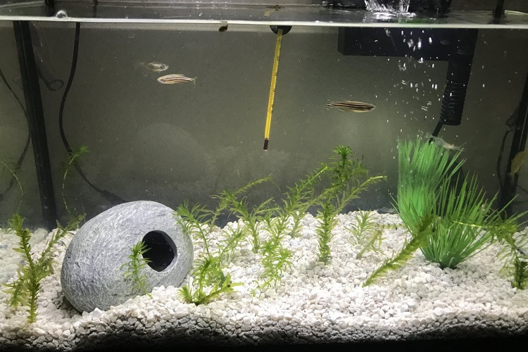 Ghost Shrimp Care Guide (All You Need to Know) - FishLab