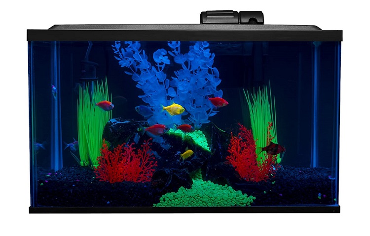 GloFish Aquarium Kit Fish Tank Review