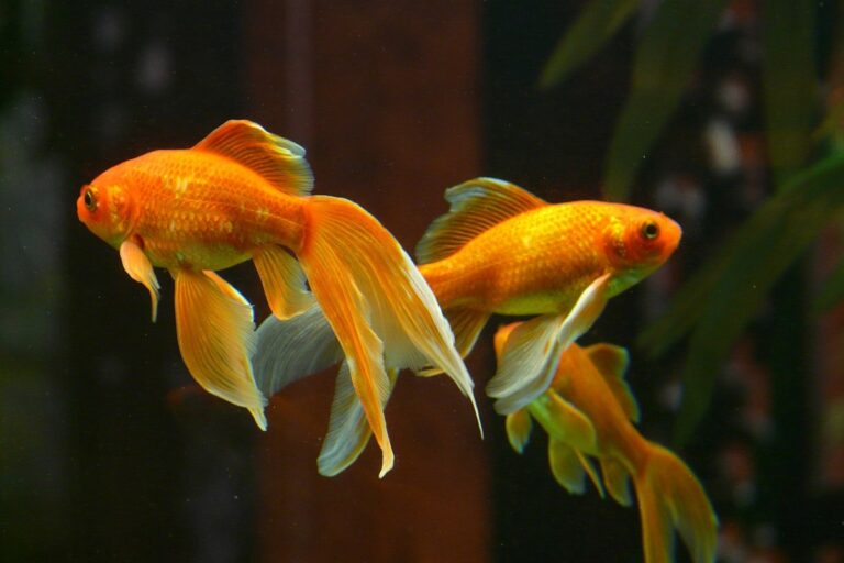 Image showcasing Goldfish Care 101: Essential Tips for a Happy Fish