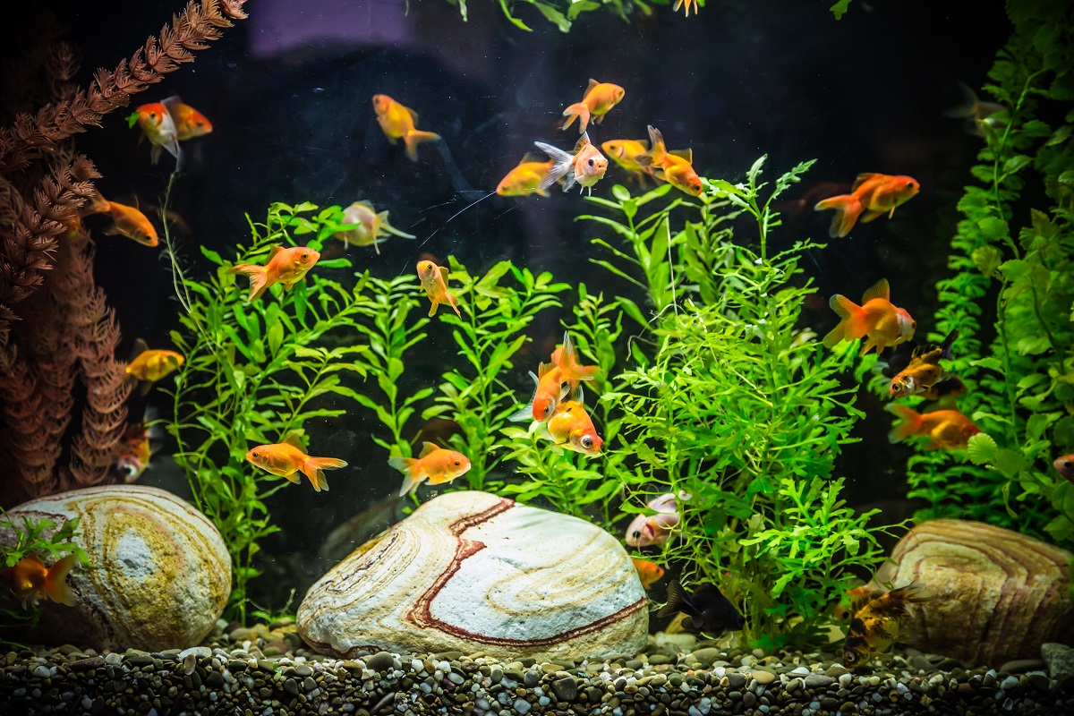 goldfish tank decorations