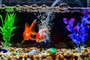 Goldfish Tank Size Guide (What's the Minimum Tank Size?)