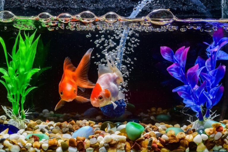 Goldfish Tank Size Guide (What's the Minimum Tank Size?)