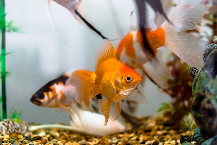 Pet Fish Facts For Kids, Aquarium Fish Care