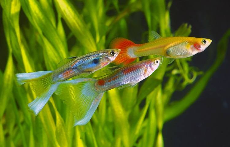 Guppies