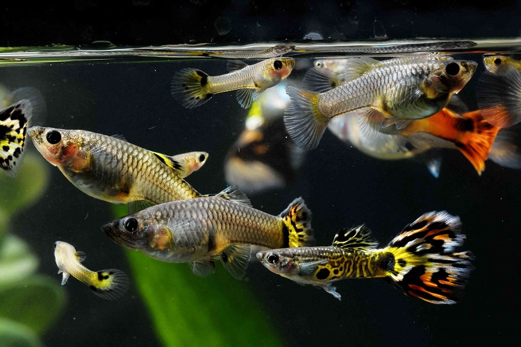 Guppies are great fish for beginners