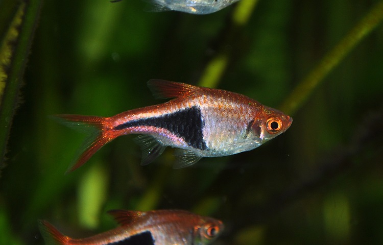 Harlequin Rasbora