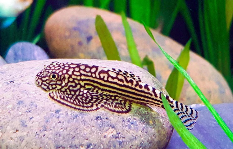 Hillstream Loach