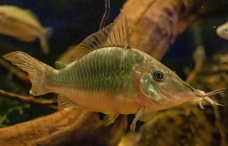 Goldfish Tank Mates: 10 Most Recommended Besties for Goldies