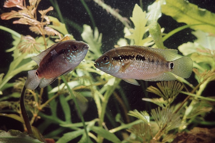 jack dempsey cichlid