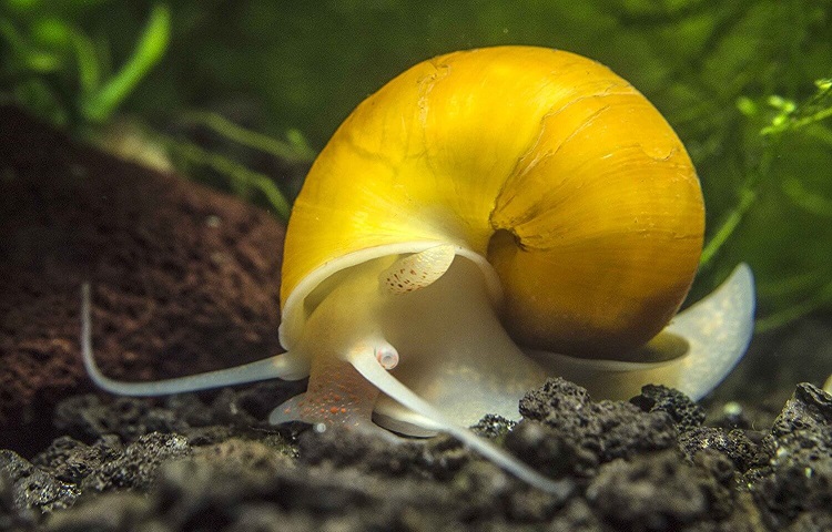 Mystery Snail