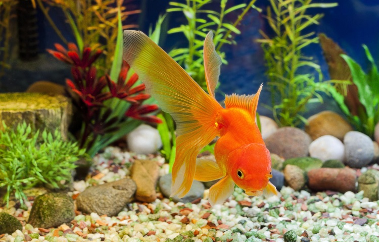 Goldfish Natural Habitat