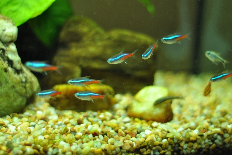 Fishes for home aquariums that are easy to maintain