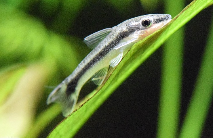 Otocinclus Catfish