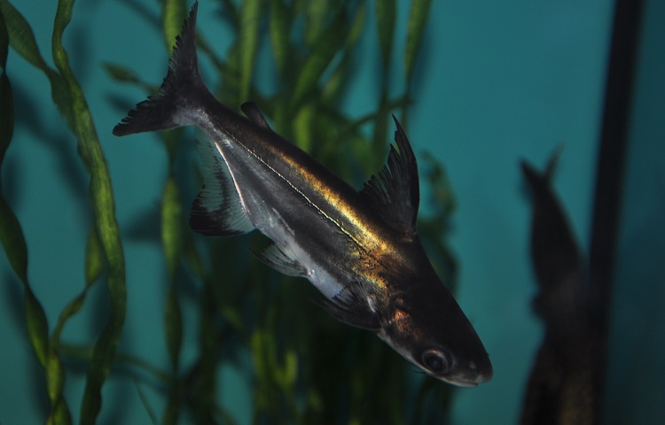 Pangasius Catfish