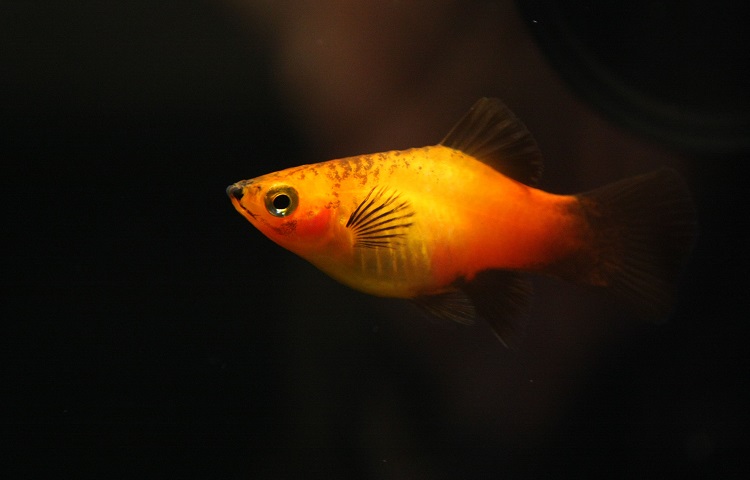 Platy fish