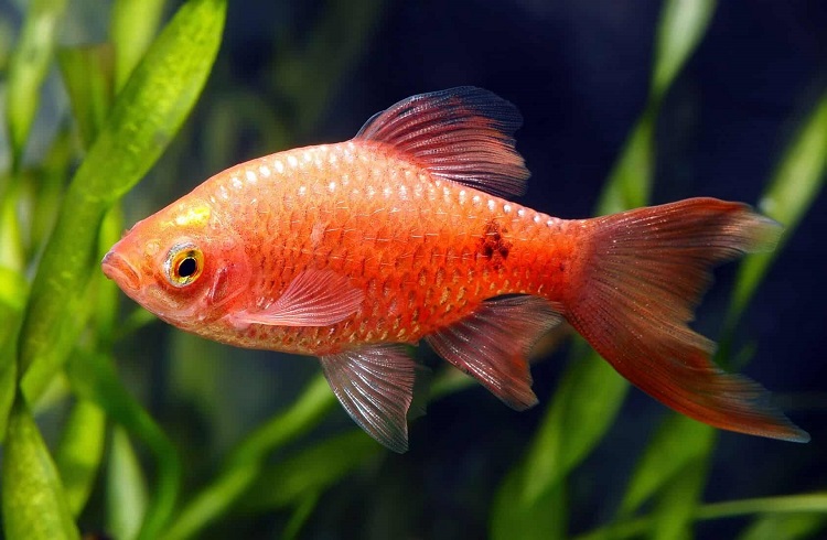 Top 10 Goldfish Tank Mates You Should Try 