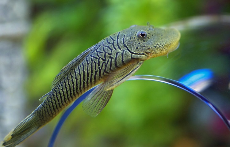 Rubber nose Pleco