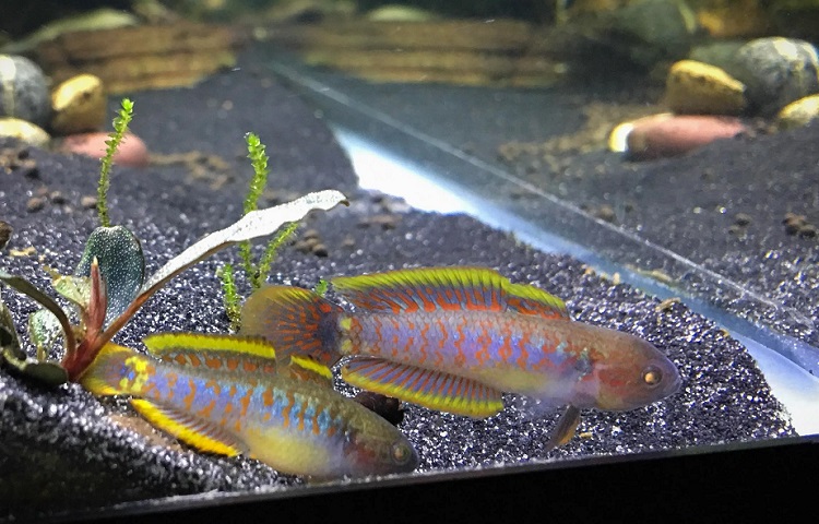 Sand is preferred for peacock gudgeons