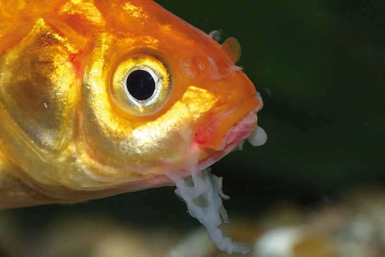 Goldfish 2025 bacterial treatment