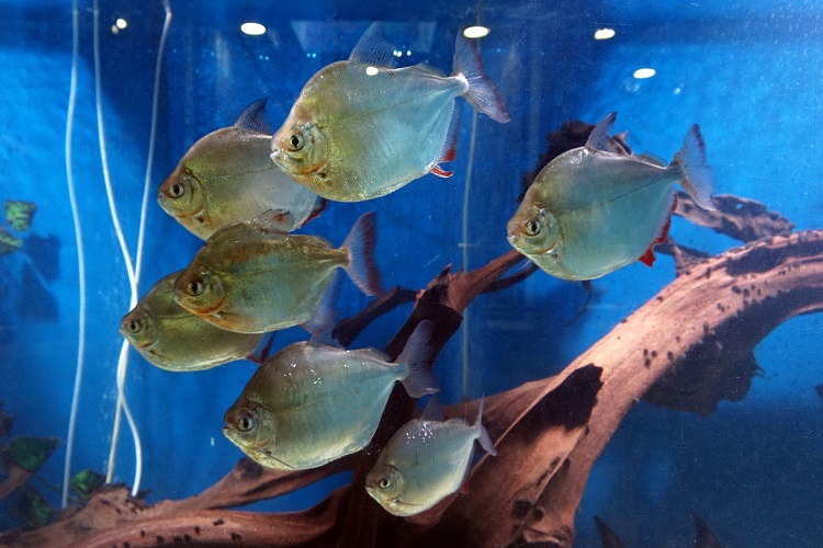 Can You Breed Silver Dollar Fish in Aquariums?