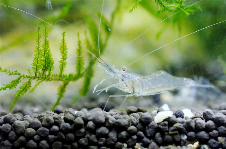 Is Substrate needed for ghost shrimp
