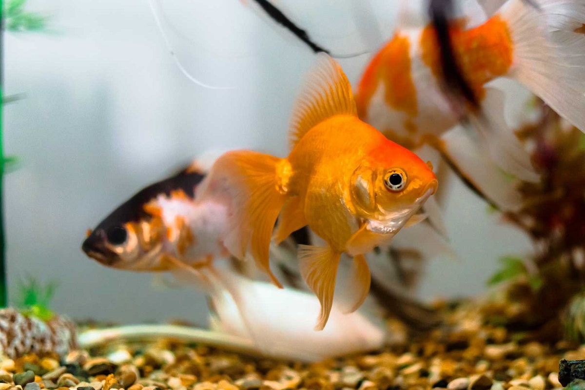 22 Best Goldfish Tank Mates & Fish Companions - FishLab