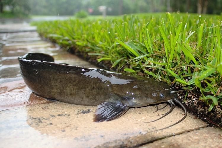 Walking Catfish