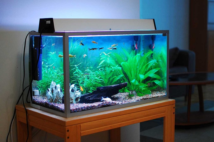 Layout and Style of 10 gallon tank