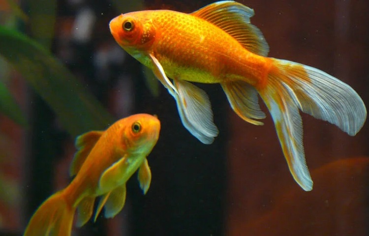 Do goldfish eat each other