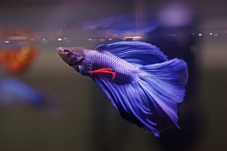 healthy and clean tank will help support  the growth of your Betta fish