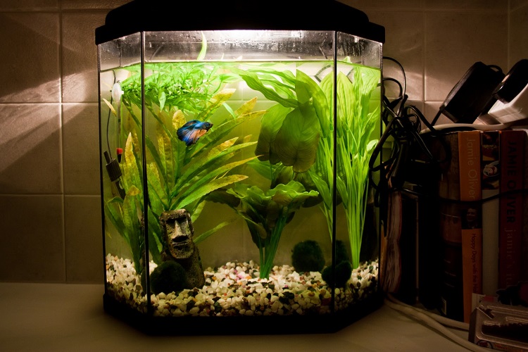 The best outlet betta fish tank