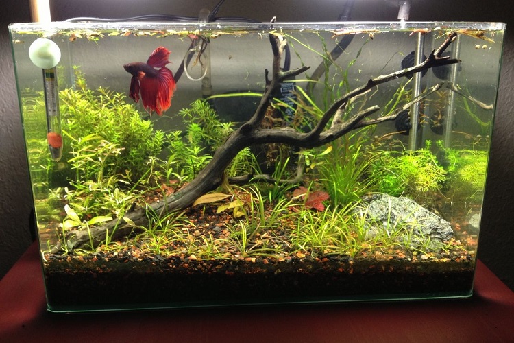 betta tank sizes