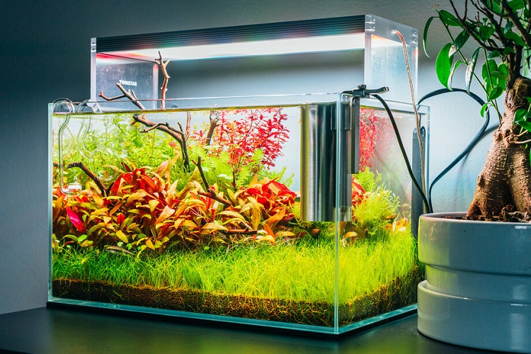 Betta Fish Habitats With Filtered Tanks