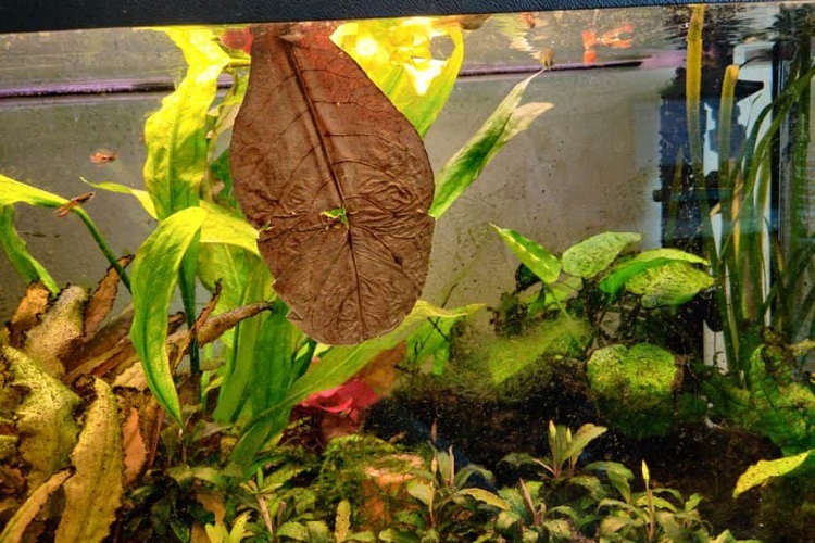 Setting up peat moss to lower PH - Aquarium Advice - Aquarium Forum  Community