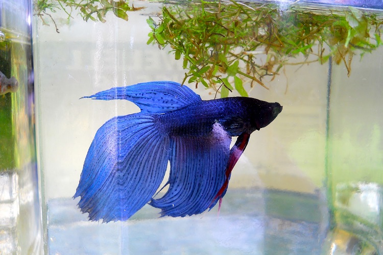 Full grown best sale female betta