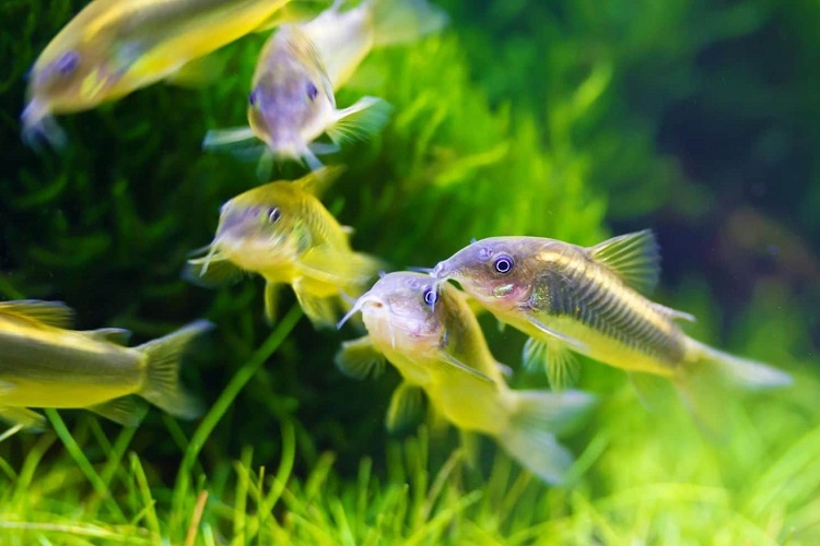 Breeding of Cory catfish