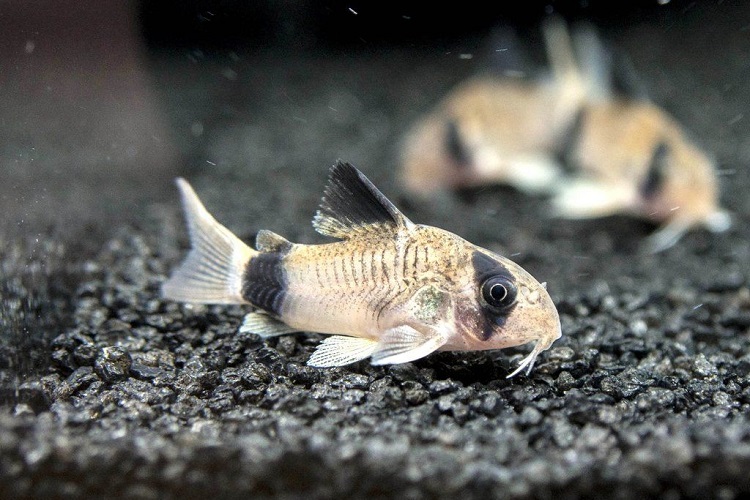 Corydoras catfish outlet care