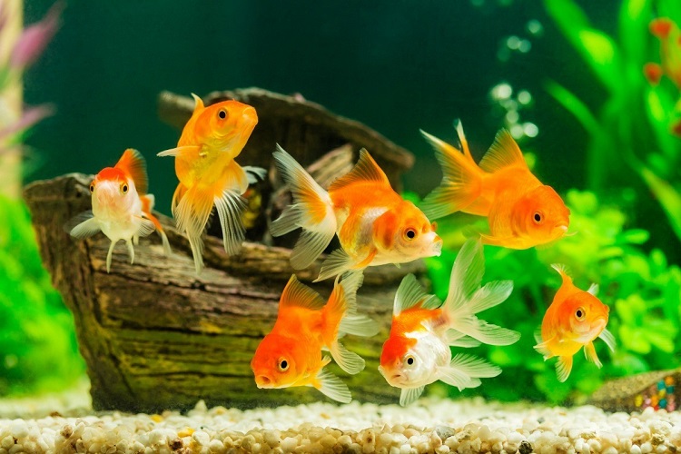 Goldfish Care 101: How to Take Care of a Goldfish