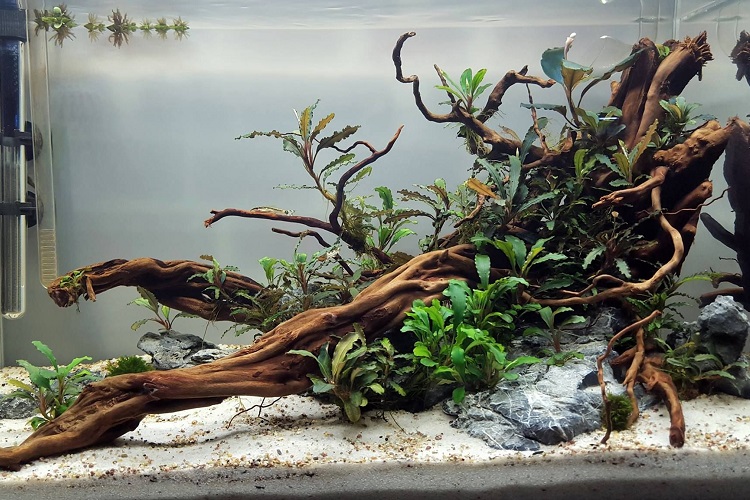 6 Ways To Safely and Quickly Lower and Raise PH Levels in Your Aquarium -  A-Z Animals