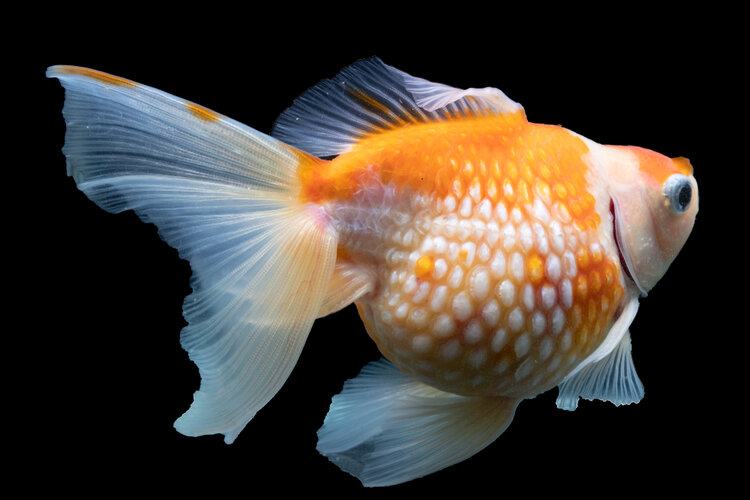 Goldfish 2025 bacterial treatment