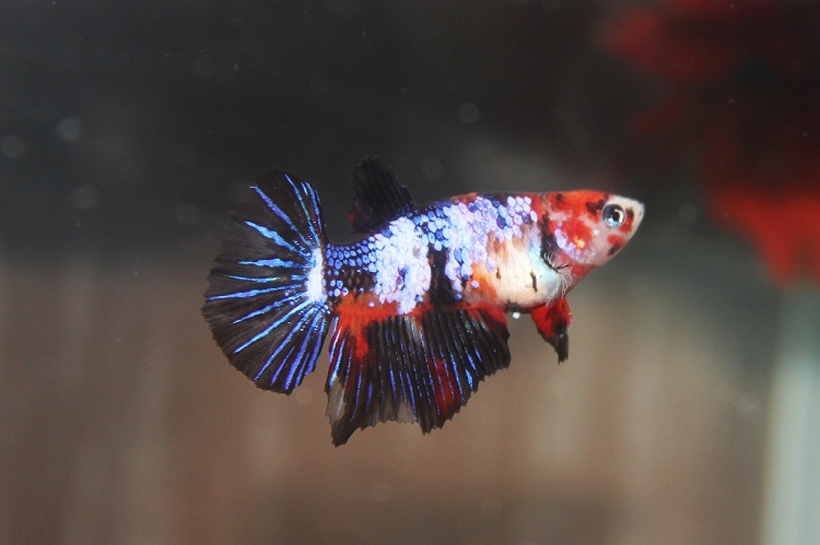 Female Koi Betta 