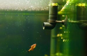 Goldfish Tank Setup – Simple Guide for Beginners | FishLab