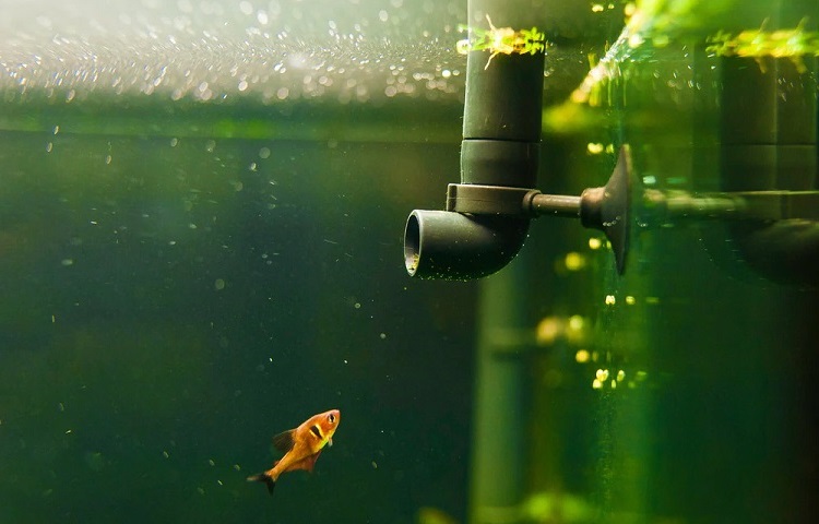 Goldfish water filter sale