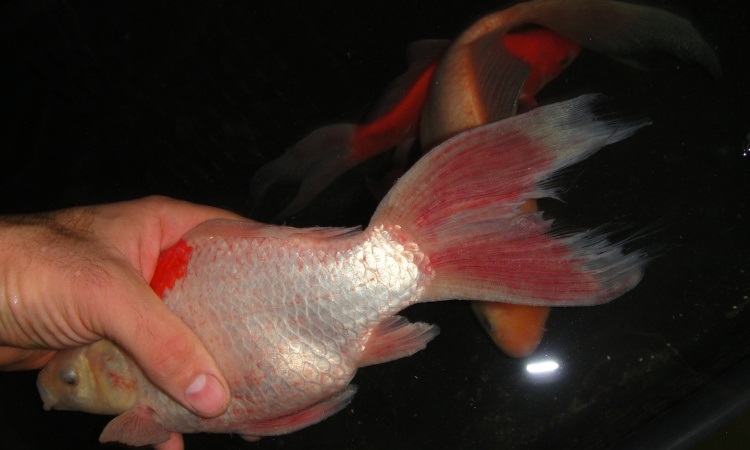 Fluke on koi